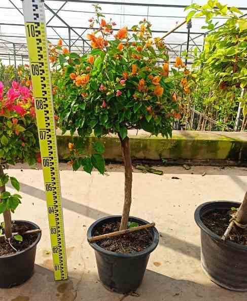 Sans Marque - Bougainvillier hybride (bougainvillier) Taille:Pot de 35L - groupe - 100/120cm - Image 2