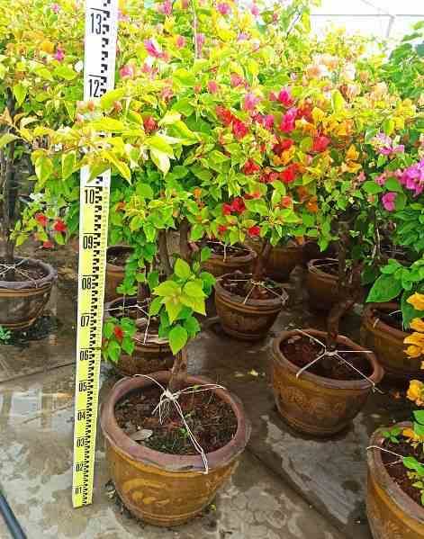 Sans Marque - Bougainvillier hybride (bougainvillier) Taille:Pot de 35L - groupe - 100/120cm - Image 4