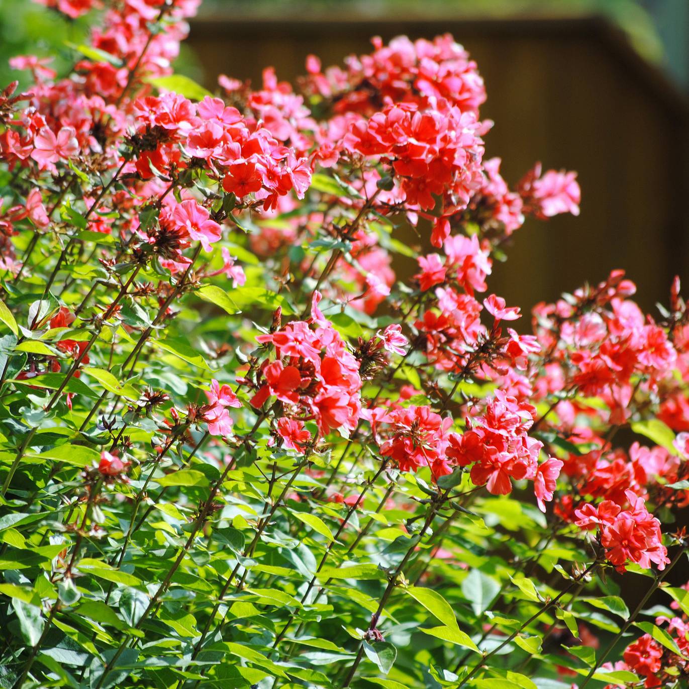 Promesse de Fleurs - Phlox paniculata Orange Perfection Pot de 2L/3L