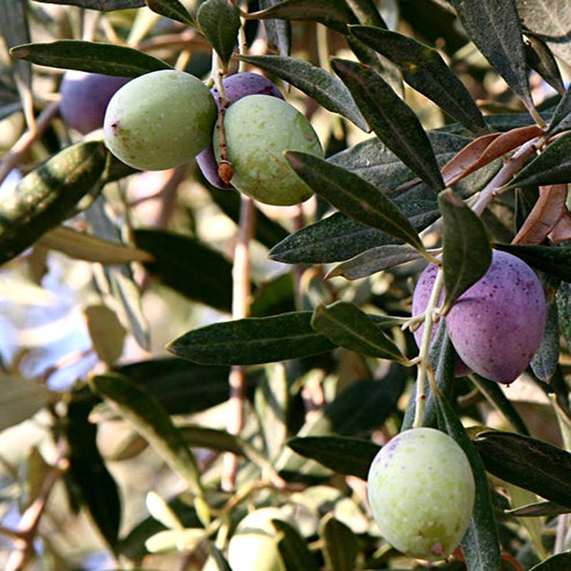 Olivier Aglandau - Olea europaea Pot de 3L/4L