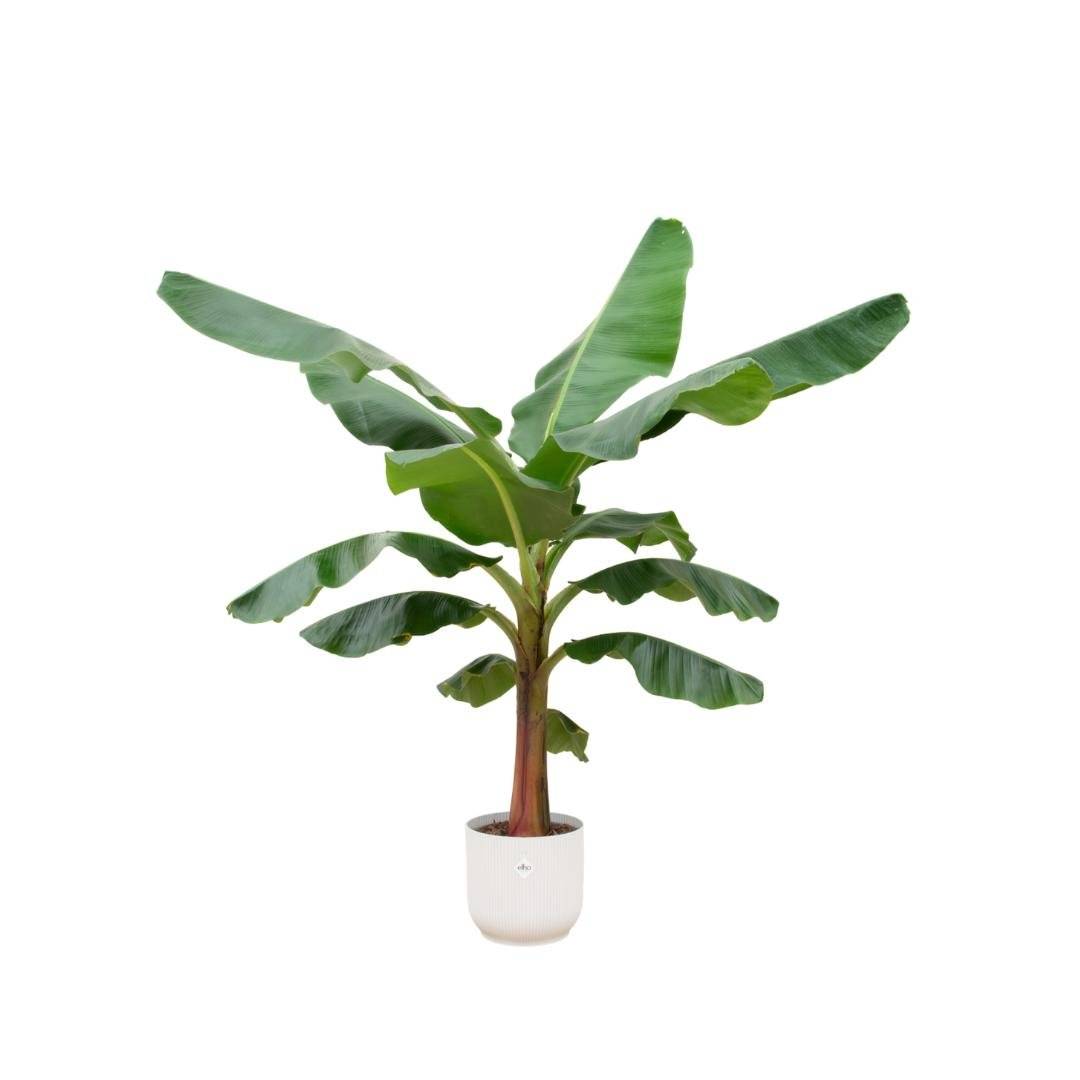 Bananier Musa 150cm et son pot- La Green Touch Blanc - Hauteur 150cm