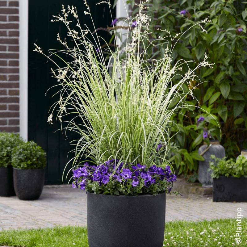 Chlorophytum panaché Starlight - Lot de 3 godets - Image 2