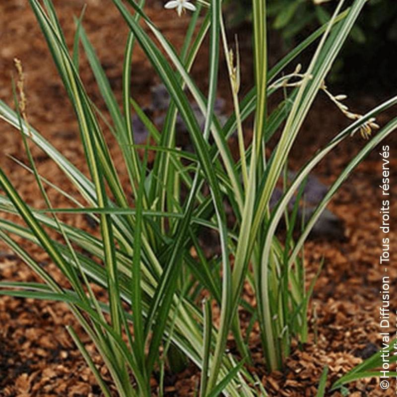 Chlorophytum panaché Starlight - Lot de 3 godets - Image 4