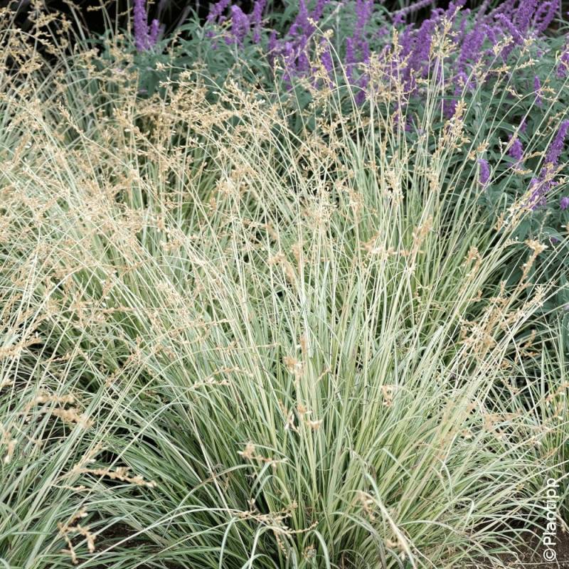 Chlorophytum panaché Starlight - Lot de 3 godets - Image 3