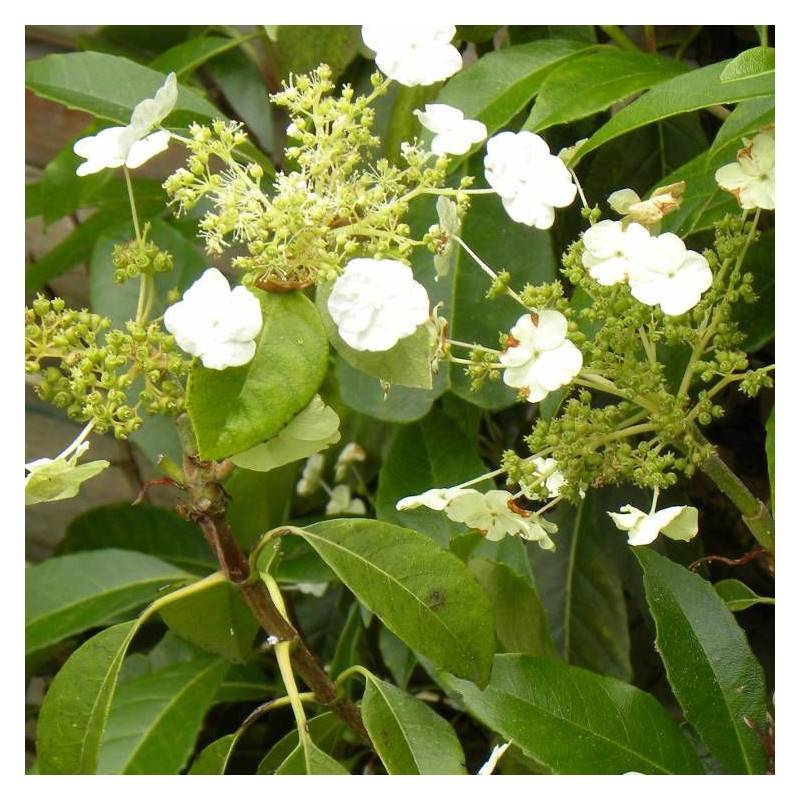 Hortensia grimpant Seemanii à fleurs Blanche - feuillage Persistant - Godet - 5/20 cm-  hauteur à maturité De 2,00 m à 2,50 m - Image 6
