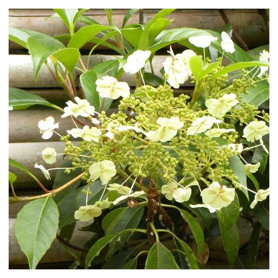 Hortensia grimpant Seemanii à fleurs Blanche - feuillage Persistant - Godet - 5/20 cm- hauteur à maturité De 2,00 m à 2,50 m - Image 4