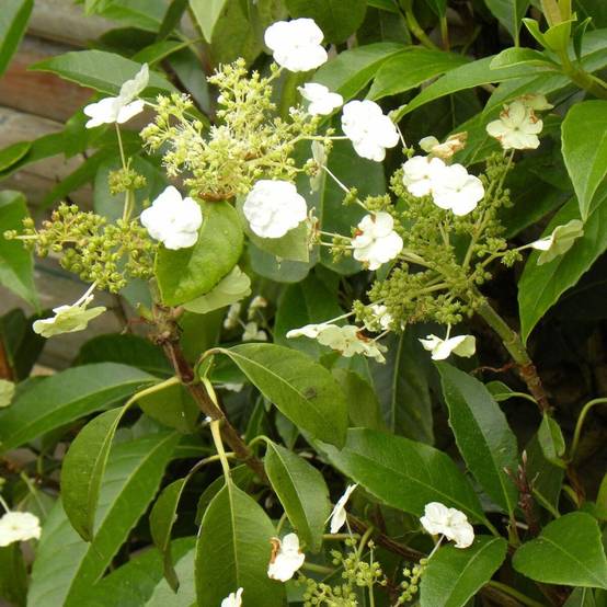 Hortensia grimpant Seemanii à fleurs Blanche - feuillage Persistant - Godet - 5/20 cm- hauteur à maturité De 2,00 m à 2,50 m - Image 1