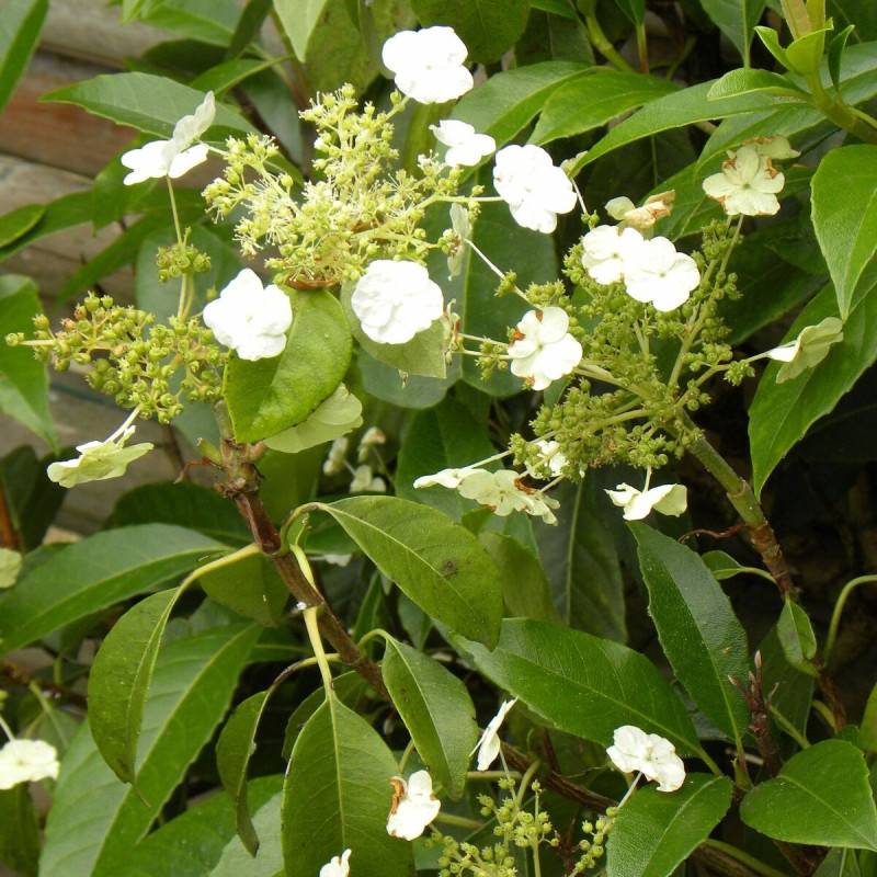 Hortensia grimpant Seemanii à fleurs Blanche - feuillage Persistant - Godet - 5/20 cm-  hauteur à maturité De 2,00 m à 2,50 m