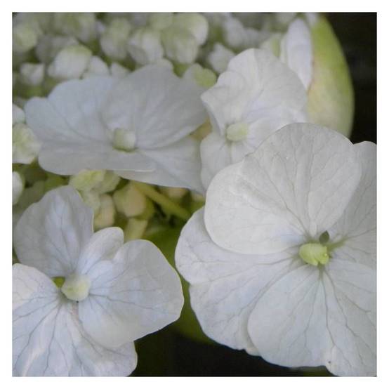Hortensia grimpant Seemanii à fleurs Blanche - feuillage Persistant - Godet - 5/20 cm- hauteur à maturité De 2,00 m à 2,50 m - Image 5