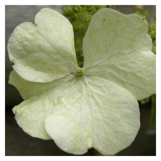 Hortensia grimpant Seemanii à fleurs Blanche - feuillage Persistant - Godet - 5/20 cm- hauteur à maturité De 2,00 m à 2,50 m - Image 2
