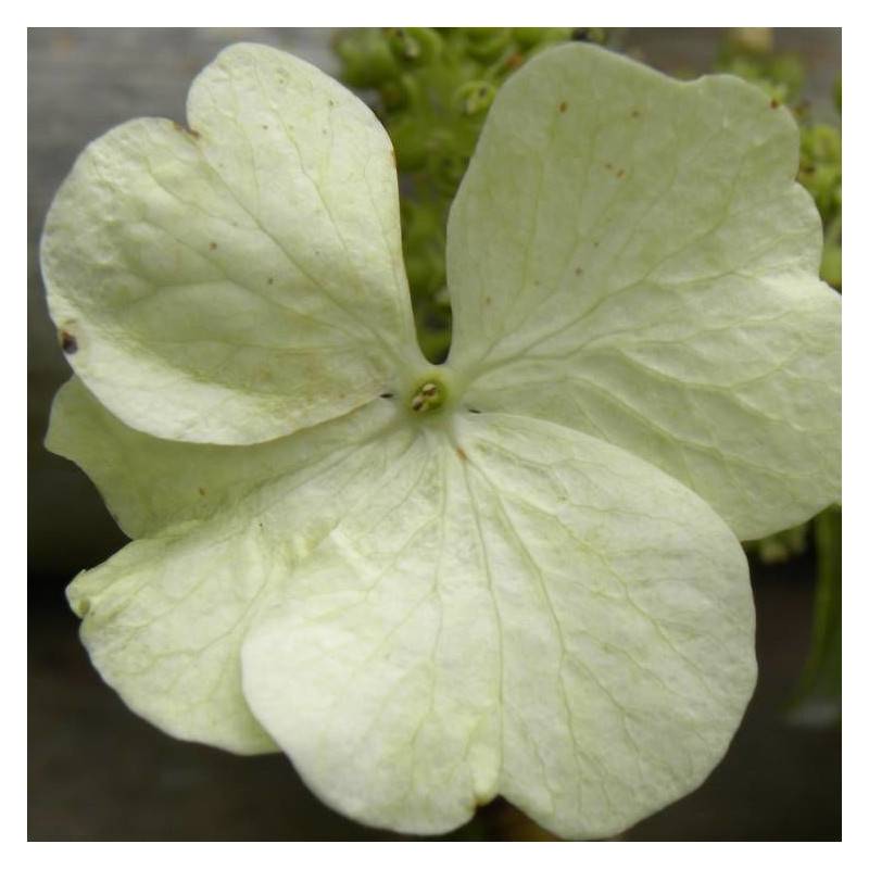 Hortensia grimpant Seemanii à fleurs Blanche - feuillage Persistant - Godet - 5/20 cm-  hauteur à maturité De 2,00 m à 2,50 m - Image 2