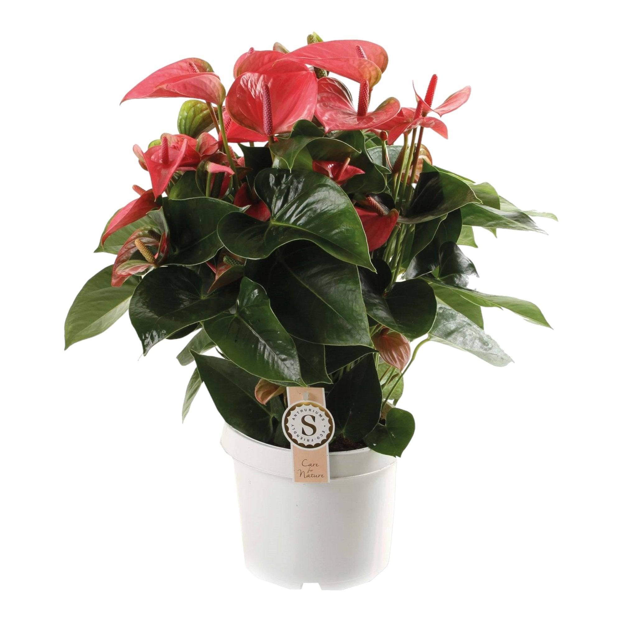 Anthurium 'Pink Champion' 65cm - Plante d'intérieur- La Green Touch - Image 2