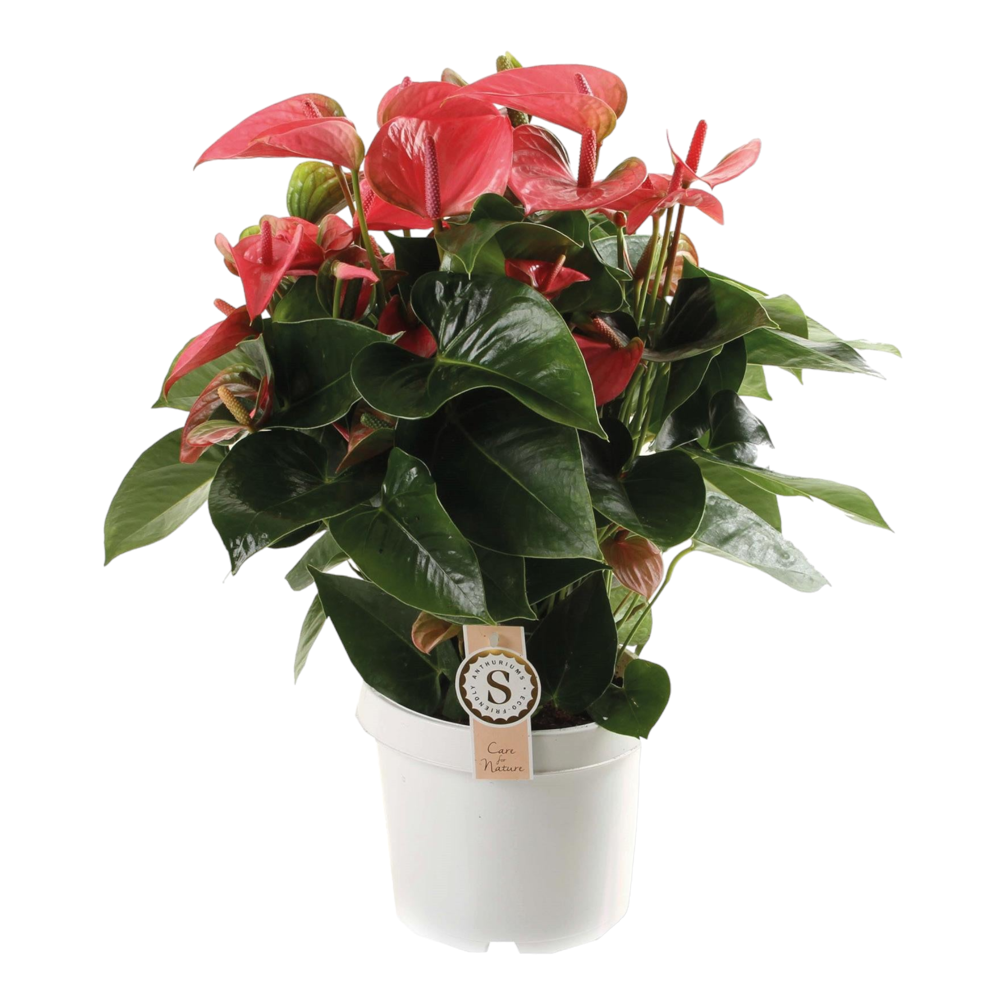 Anthurium 'Pink Champion' 65cm - Plante d'intérieur- La Green Touch - Image 1