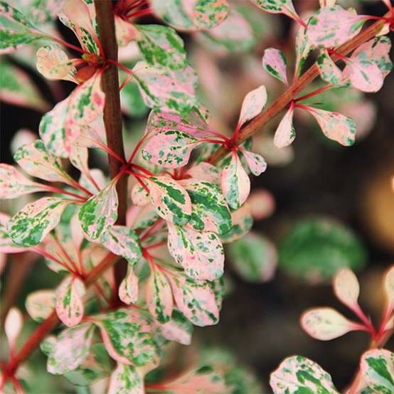 Berberis thunbergii Natasza Pot de 2L/3L