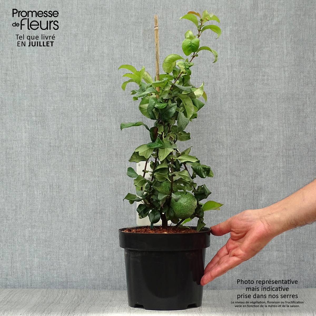 Promesse de Fleurs - Cognassier du Japon Pink Lady - Chaenomeles superba Pot de 2L/3L - Image 2