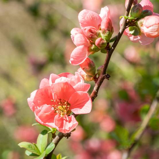 Promesse de Fleurs - Cognassier du Japon Pink Lady - Chaenomeles superba Pot de 2L/3L - Image 1