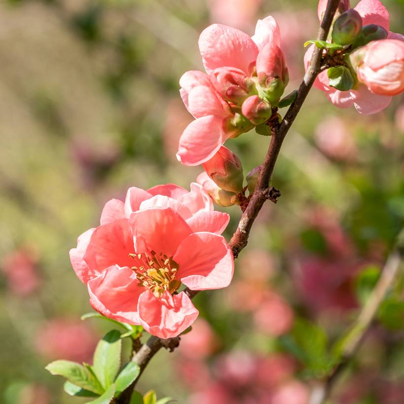 Promesse de Fleurs - Cognassier du Japon Pink Lady - Chaenomeles superba  Pot de 2L/3L - Image 1