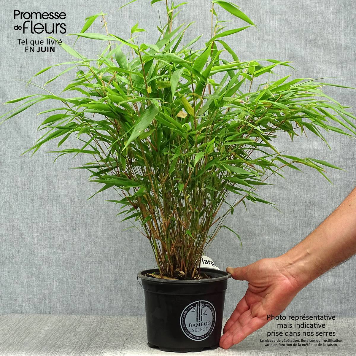 Bambou non traçant - Fargesia rufa Pot de 2L/3L - Image 2