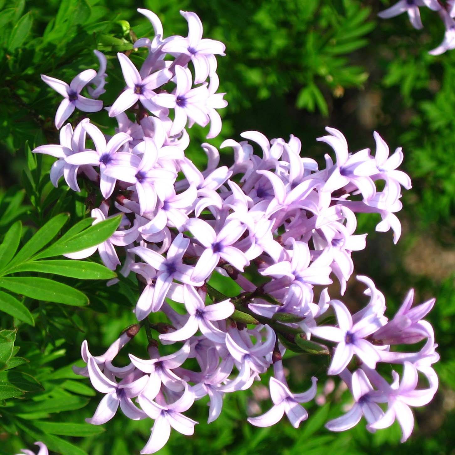 Lilas de Perse - Syringa persica Laciniata Pot de 3L/4L