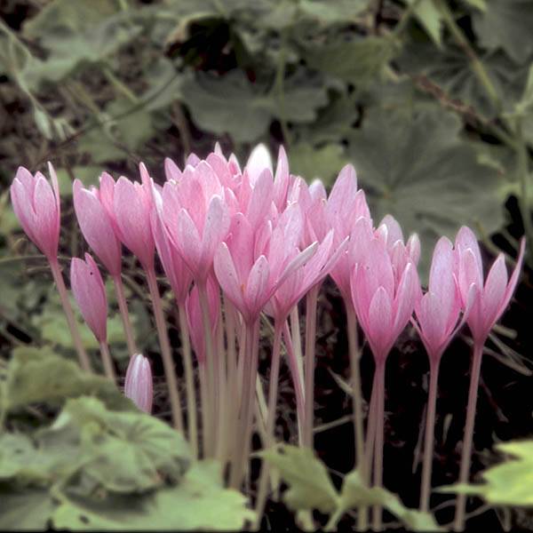 Promesse de Fleurs - Colchique autumnale Major - Colchique de Bysance Bulbe calibre 20+ (par 3)