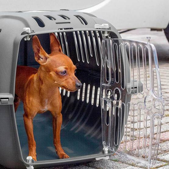 Ferplast - Ferplast Caisse de Transport Chat, Cage de Transport pour Chiens Petits et Chats jusqu'à 8 Kg, Porte Transparente Antichoc, Fentes d'aération, 37 x 57 - Image 3