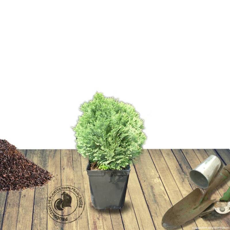 Cyprès de Lawson Minima Glauca, Chamaecyparis lawsoniana - Pot de 3L - 40/60 cm - Image 6