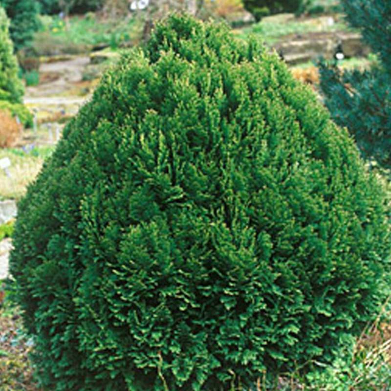 Cyprès de Lawson Minima Glauca, Chamaecyparis lawsoniana - Pot de 3L - 40/60 cm - Image 2