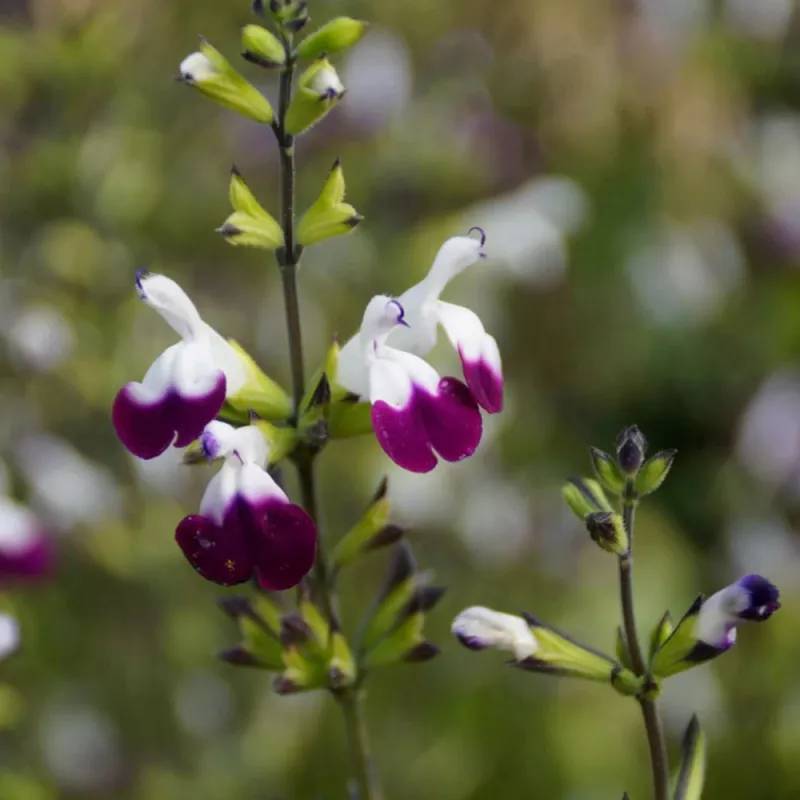 Sauge Amethyst Lips® 'Dyspurp à fleurs Blanche - feuillage Caduc - Pot de 4L - 40/60 cm-  hauteur à maturité De 0,50 m à 1,00 m - Image 1
