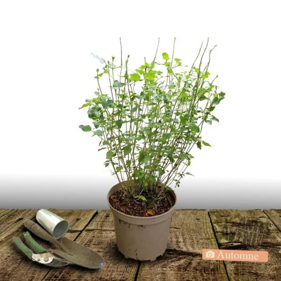 Sauge Amethyst Lips® 'Dyspurp à fleurs Blanche - feuillage Caduc - Pot de 4L - 40/60 cm- hauteur à maturité De 0,50 m à 1,00 m - Image 2