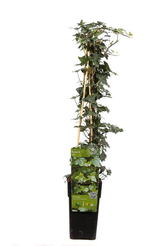 Hedera Helix - D15 H65cm - Image 1