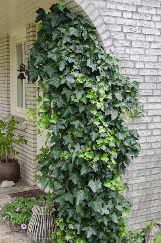 Hedera Helix - D15 H65cm - Image 2