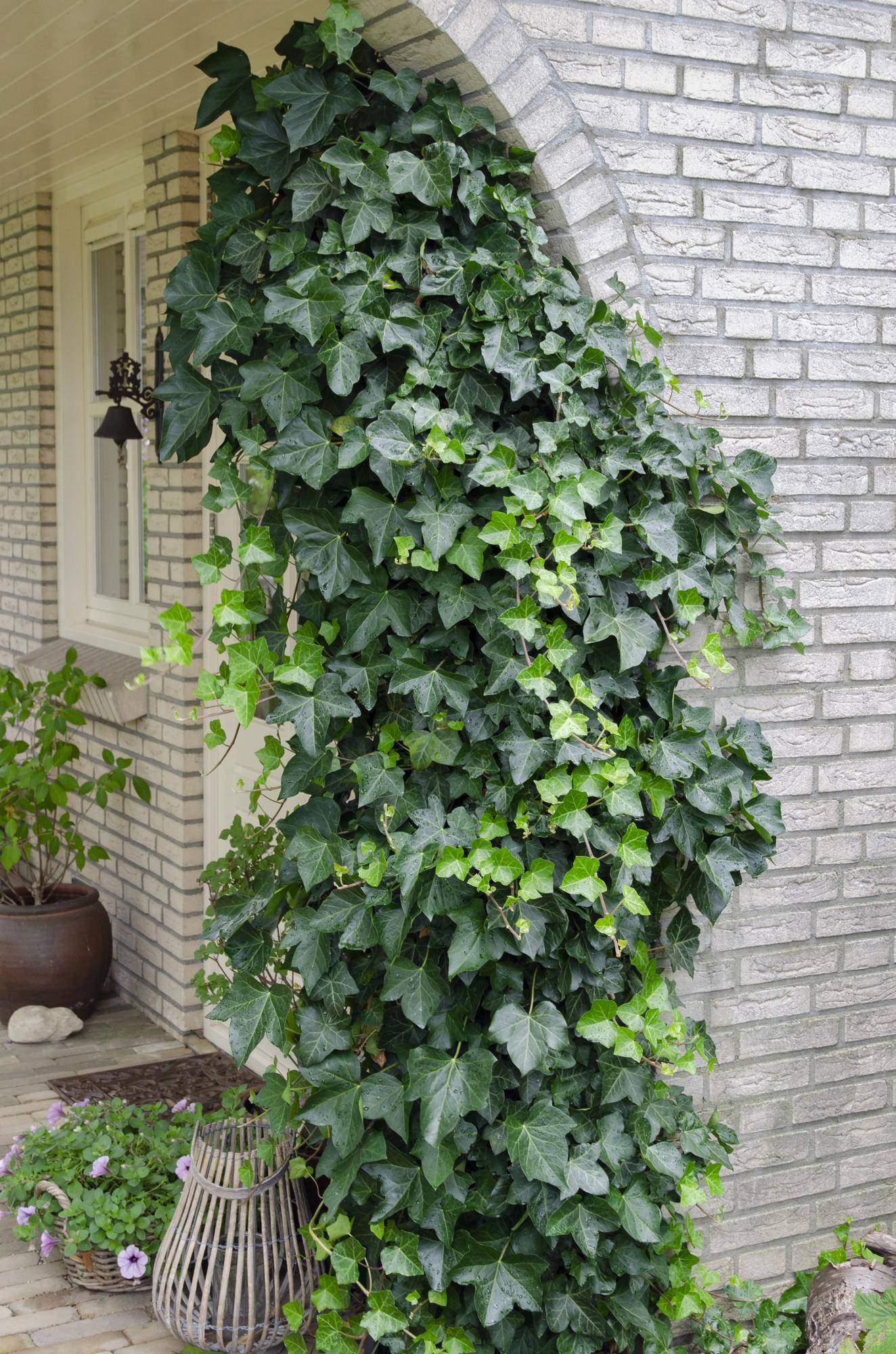 Hedera Helix - D15 H65cm - Image 2