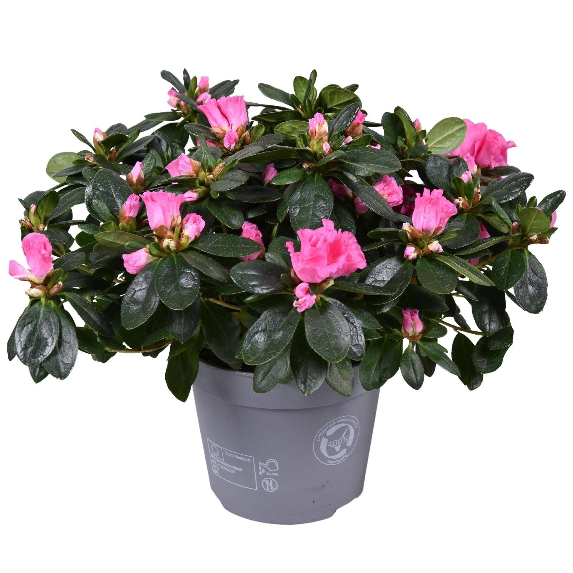 Azalée Rose - plante fleurie d'extérieur- La Green Touch - Image 2