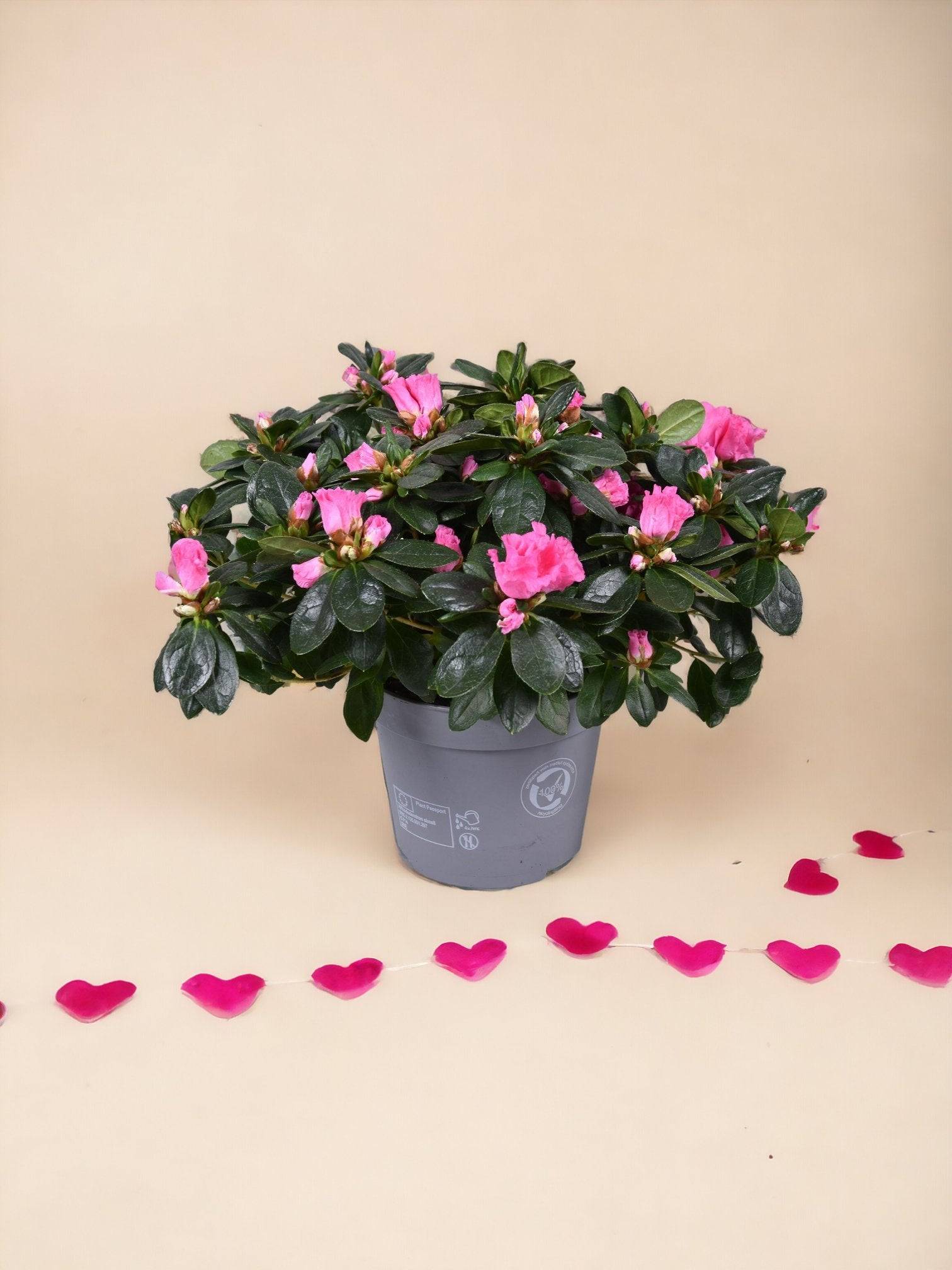 Azalée Rose - plante fleurie d'extérieur- La Green Touch