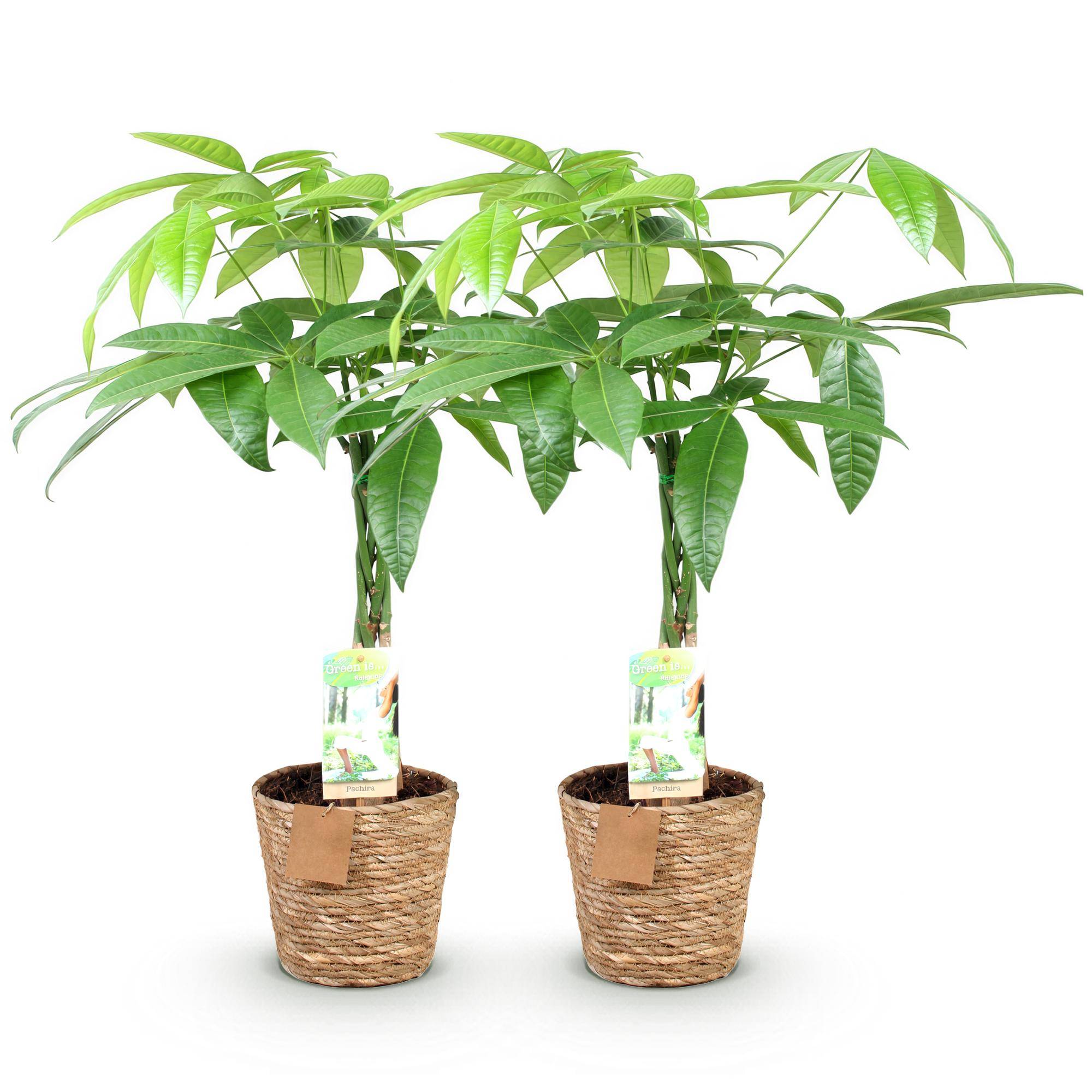 Pachira Aquatica - Arbre à argent - Pot de 17cm - Hauteur 60-70cm - 2 plantes - Panier - Plantes d'intérieur - Image 2