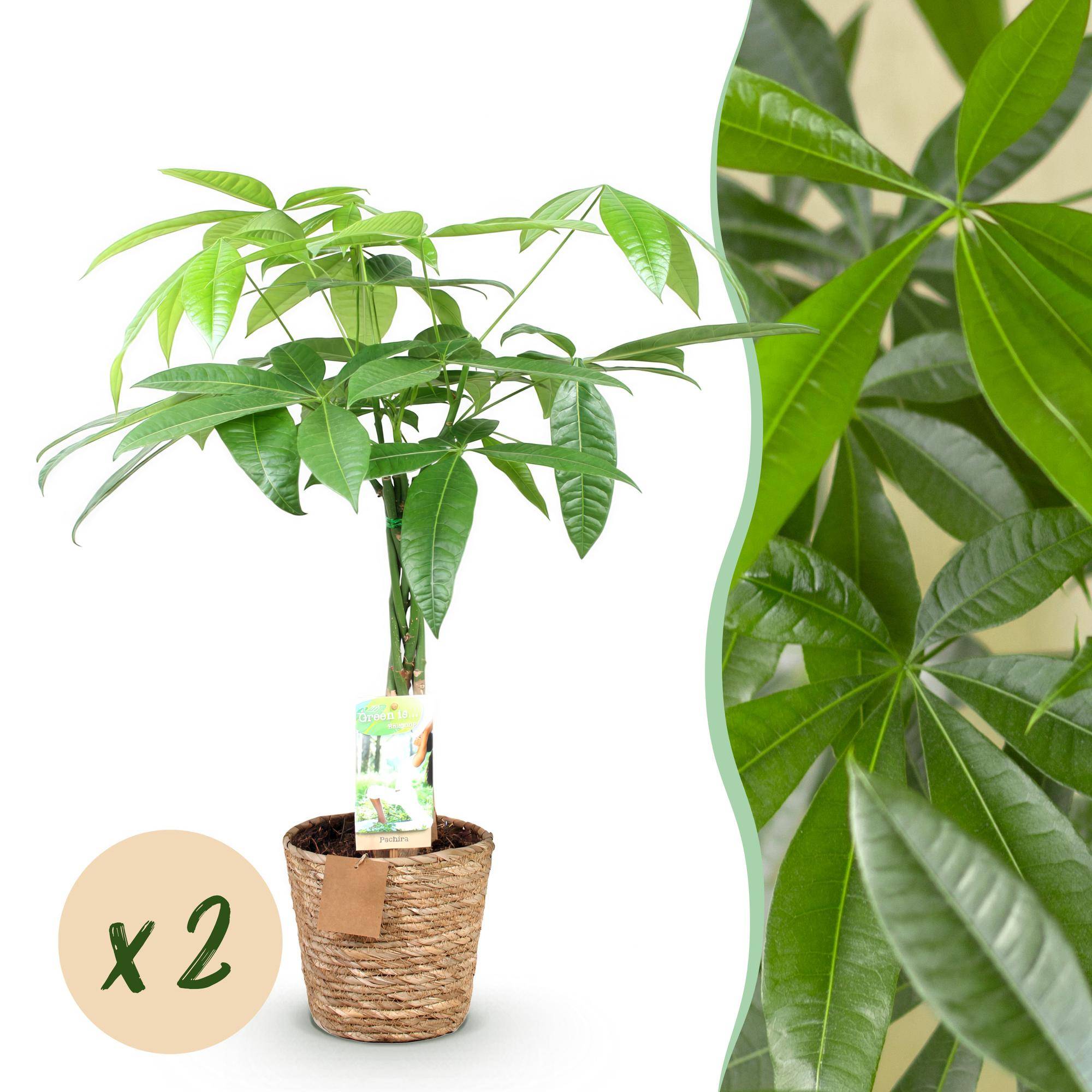 Pachira Aquatica - Arbre à argent - Pot de 17cm - Hauteur 60-70cm - 2 plantes - Panier - Plantes d'intérieur - Image 1