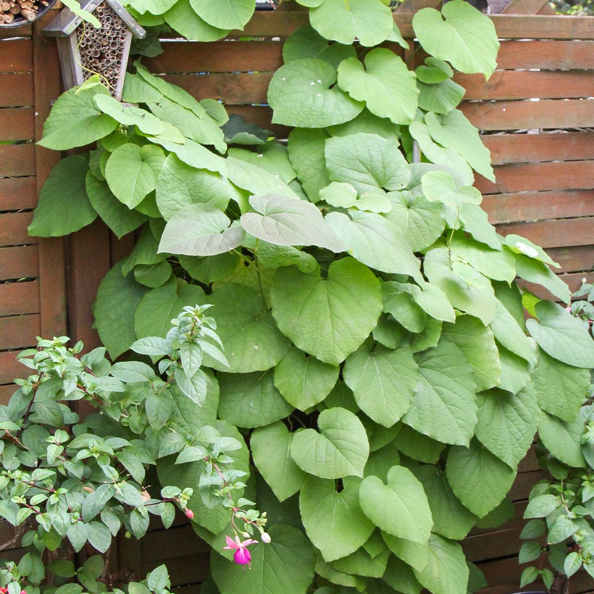 Aristoloche - Aristolochia macrophylla (durior) Pot de 2L/3L