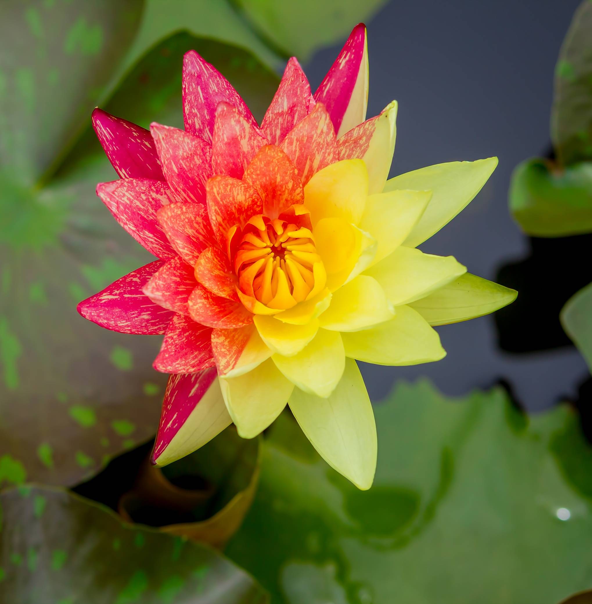 Nénuphar - Nymphaea 'Rainbow' - Image 3
