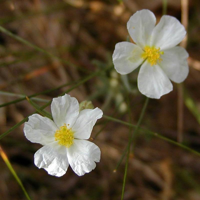 Promesse de Fleurs - Helianthemum apeninnum - Hélianthème des Apennins  Godet de 8/9 cm