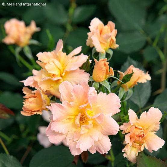 Rosier à fleurs groupées Flame Origami Pot de 4L/5L