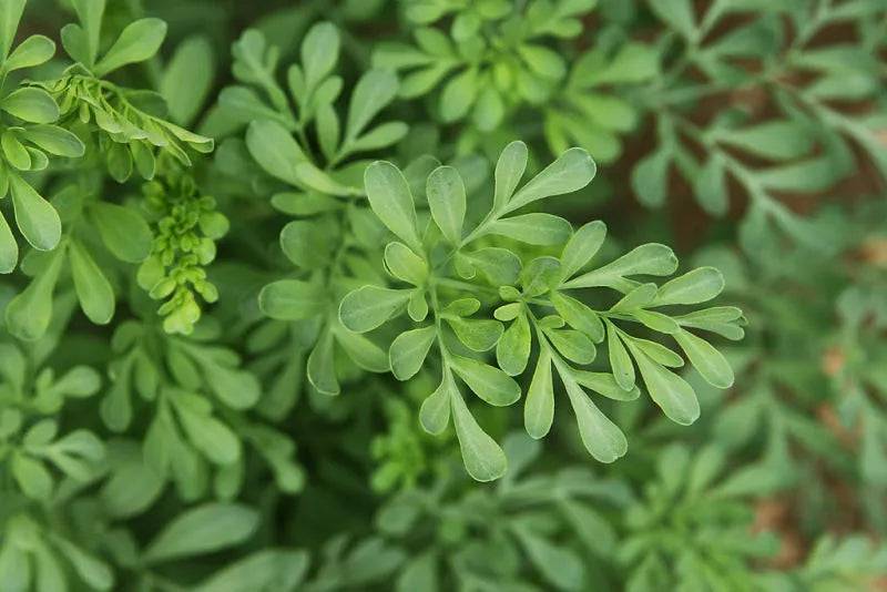 100 Graines de Rue officinale (Ruta graveolens) - SemiSauvage Permaculture - Image 2