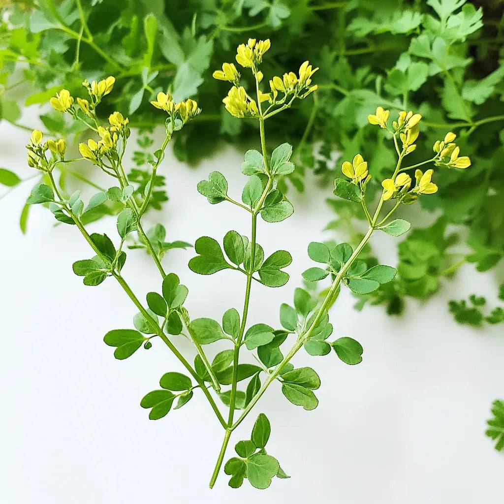 100 Graines de Rue officinale (Ruta graveolens) - SemiSauvage Permaculture - Image 1