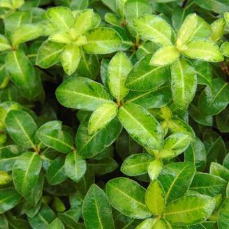 Pittosporum tenuifolium Golden Ball Pot de 2L/3L