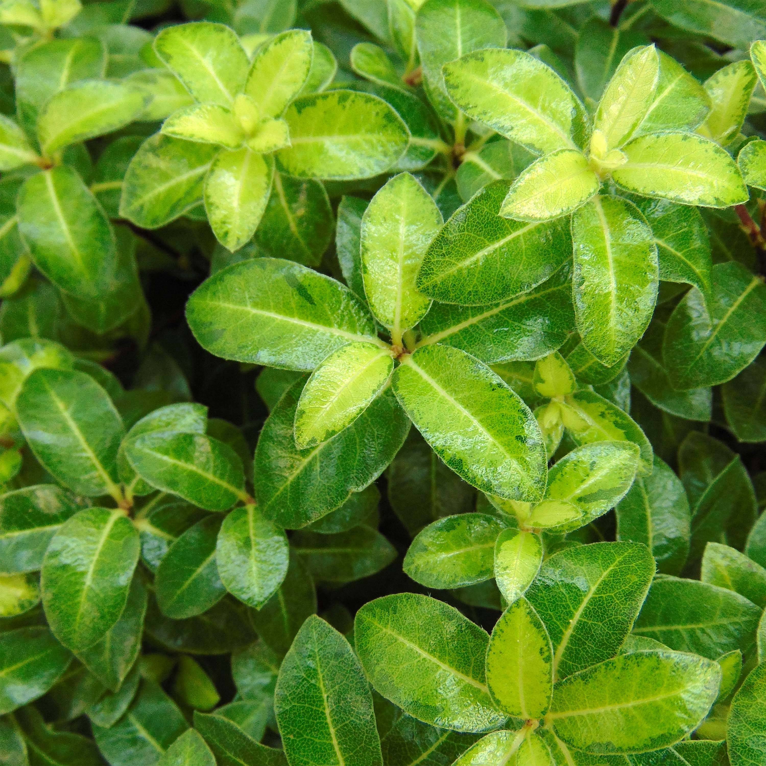 Pittosporum tenuifolium Golden Ball Pot de 2L/3L - Image 1