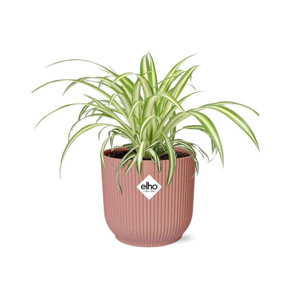 Chlorophytum Comosum Variegatum 14cm Rose - Image 1