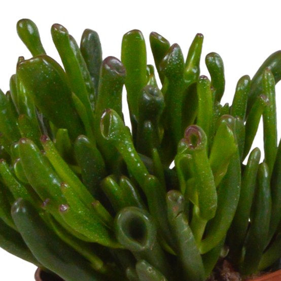 3x Mélange de crassulas - en pot terracotta - Ø10,5cm - ↕21cm - Plantes d’intérieur - Image 6