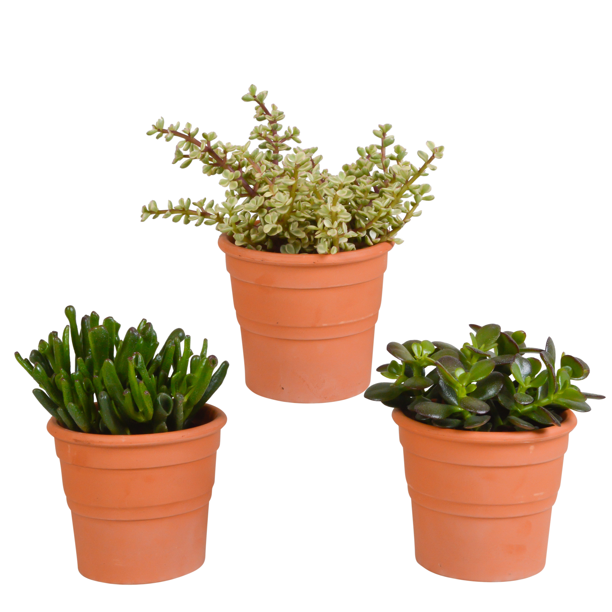 3x Mélange de crassulas - en pot terracotta - Ø10,5cm - ↕21cm - Plantes d’intérieur - Image 1