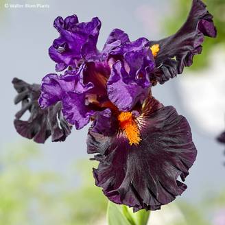 Iris germanica Sharp Dressed Man - Iris des Jardins Godet de 8/9 cm