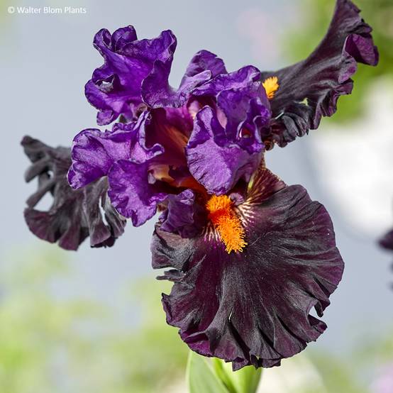 Iris germanica Sharp Dressed Man - Iris des Jardins Godet de 8/9 cm