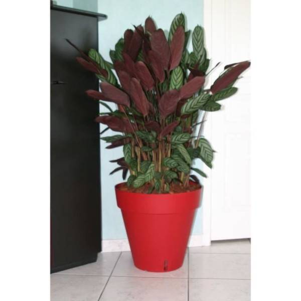 Riss - Bac A Fleurs Rond Riviera Loft - Plastique - Diametre 30 Cm - Rouge - Image 2